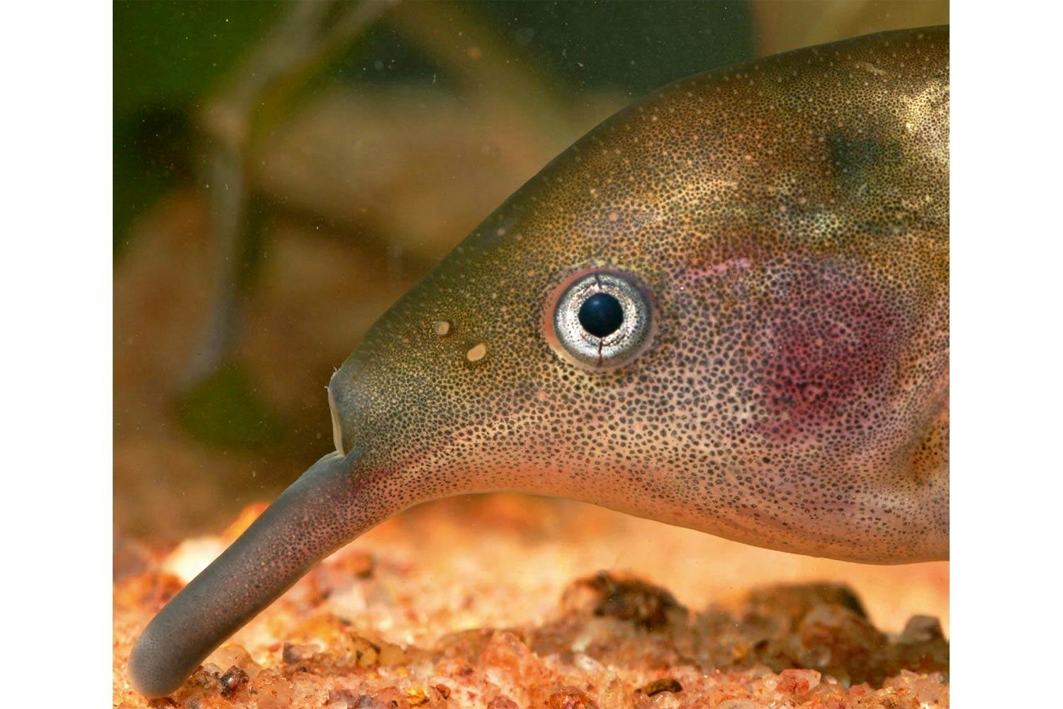 Elefantfisk Elefantfisk