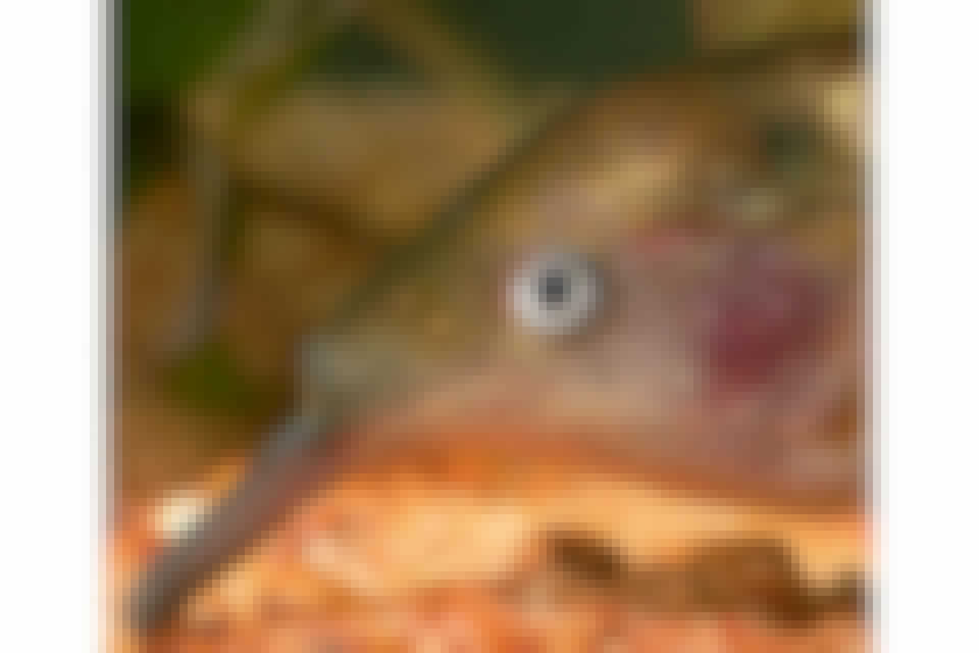 Elefantfisk