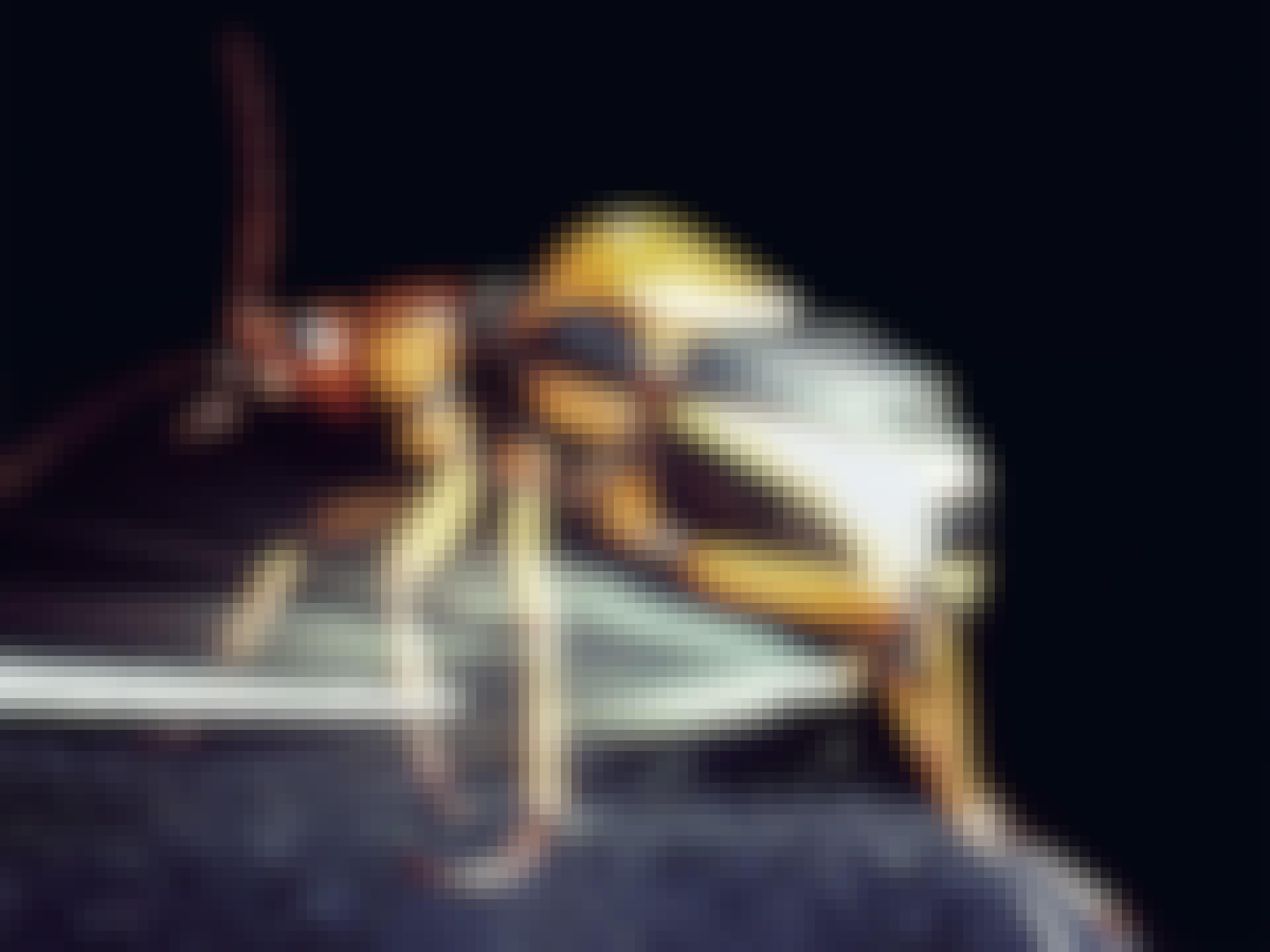 Beetle