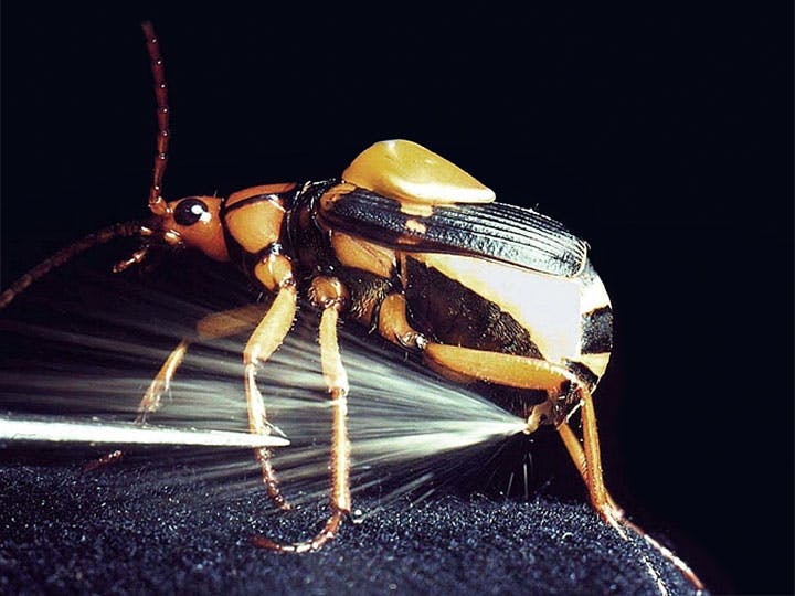 Beetle Beetle
