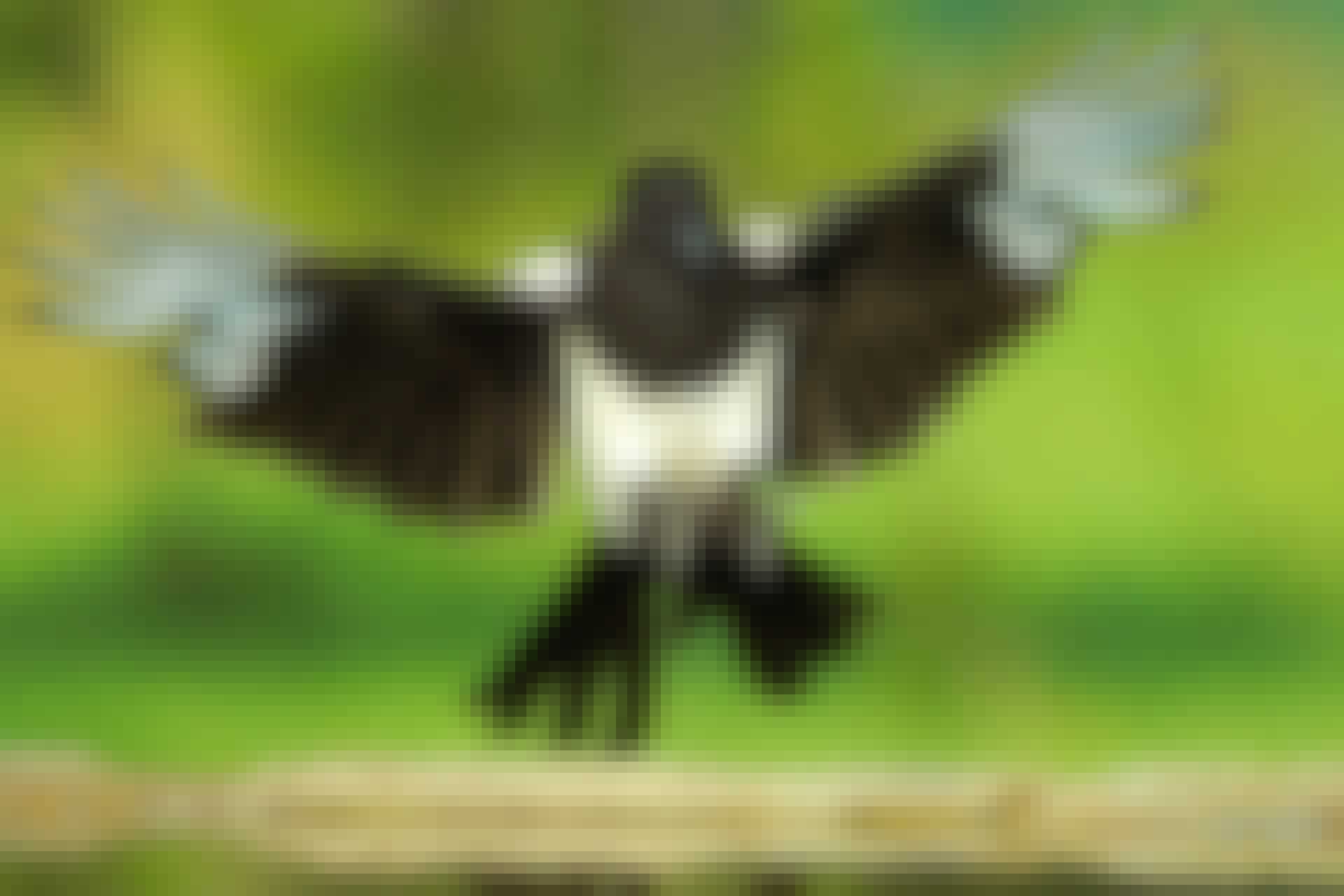 Magpie