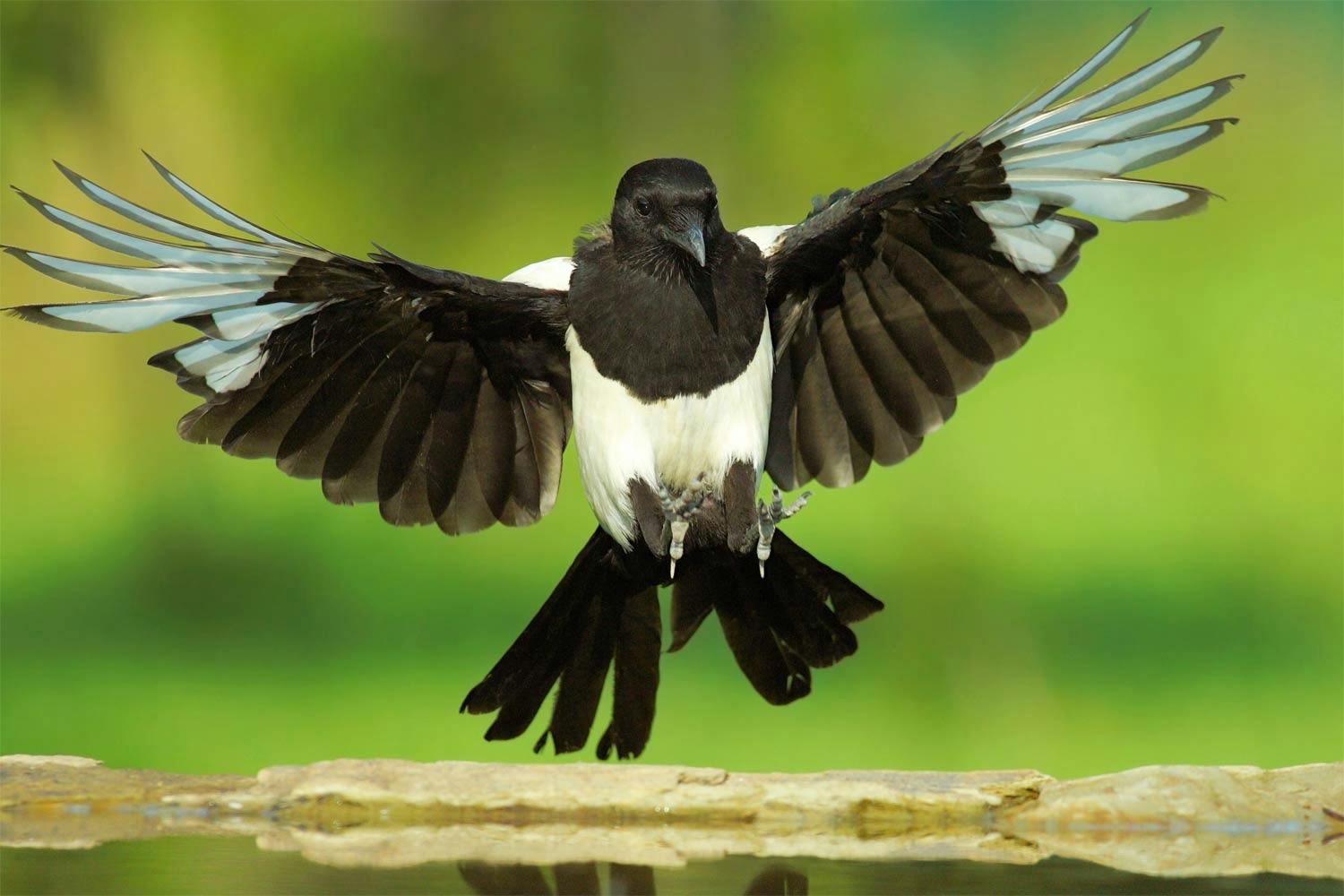 Magpie Magpie