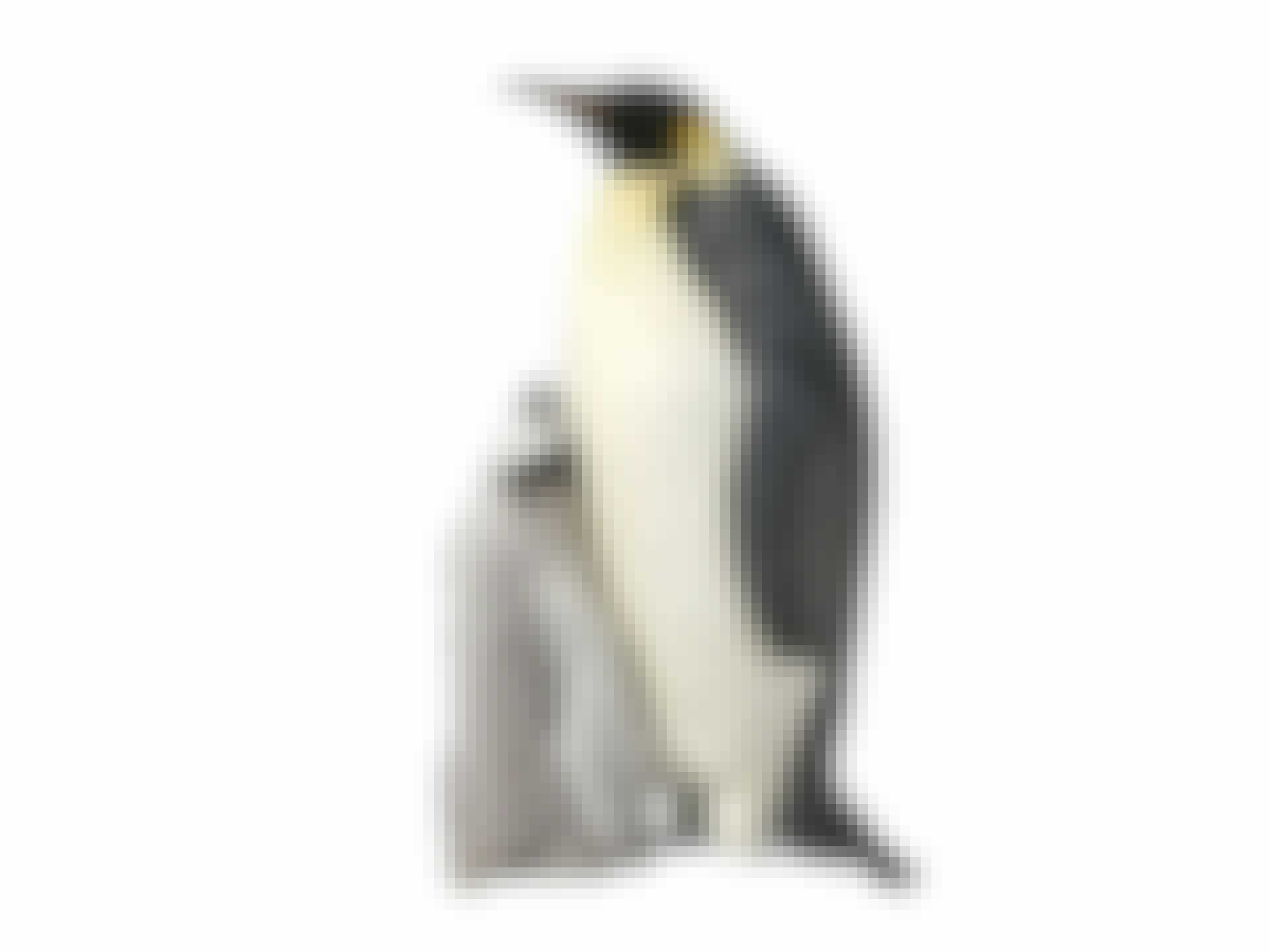 Penguins