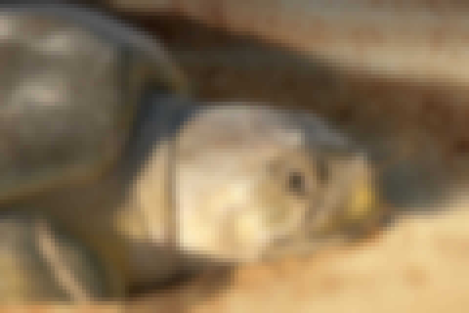 turtle crying