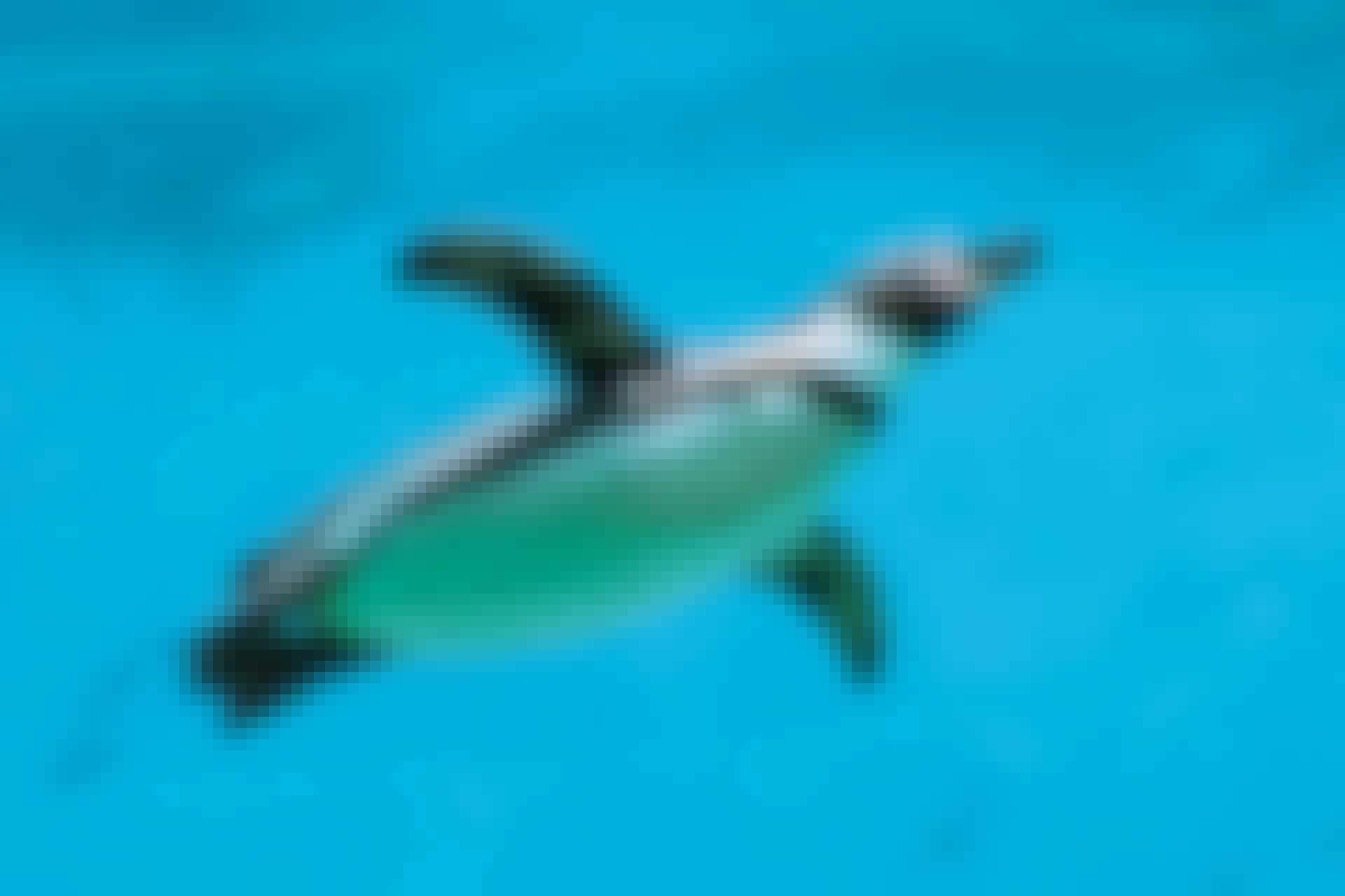 Swimming penguin