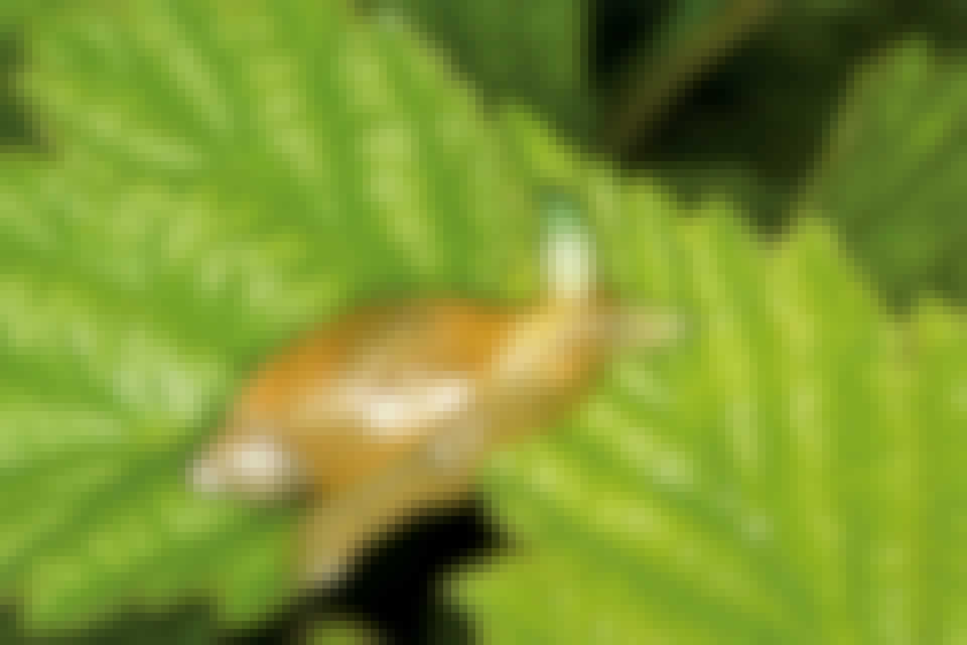 Snail parasite