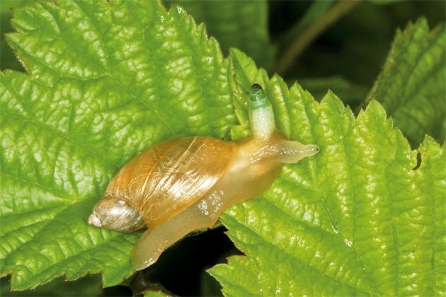 Snail parasite Snail parasite