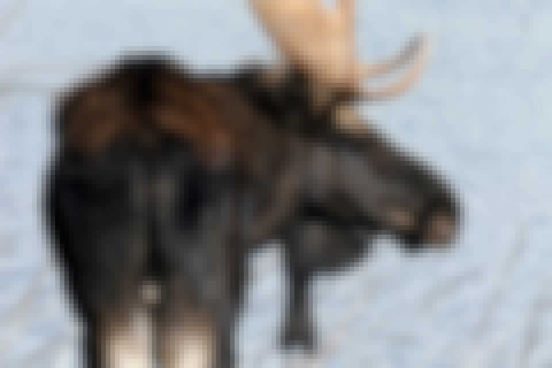 Moose