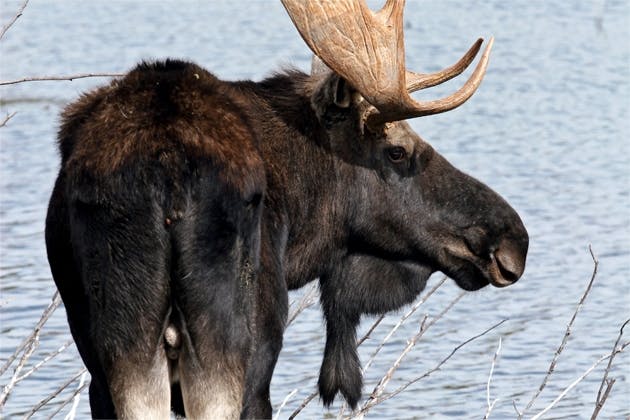 Moose Moose