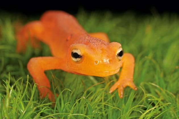 Salamander Salamander
