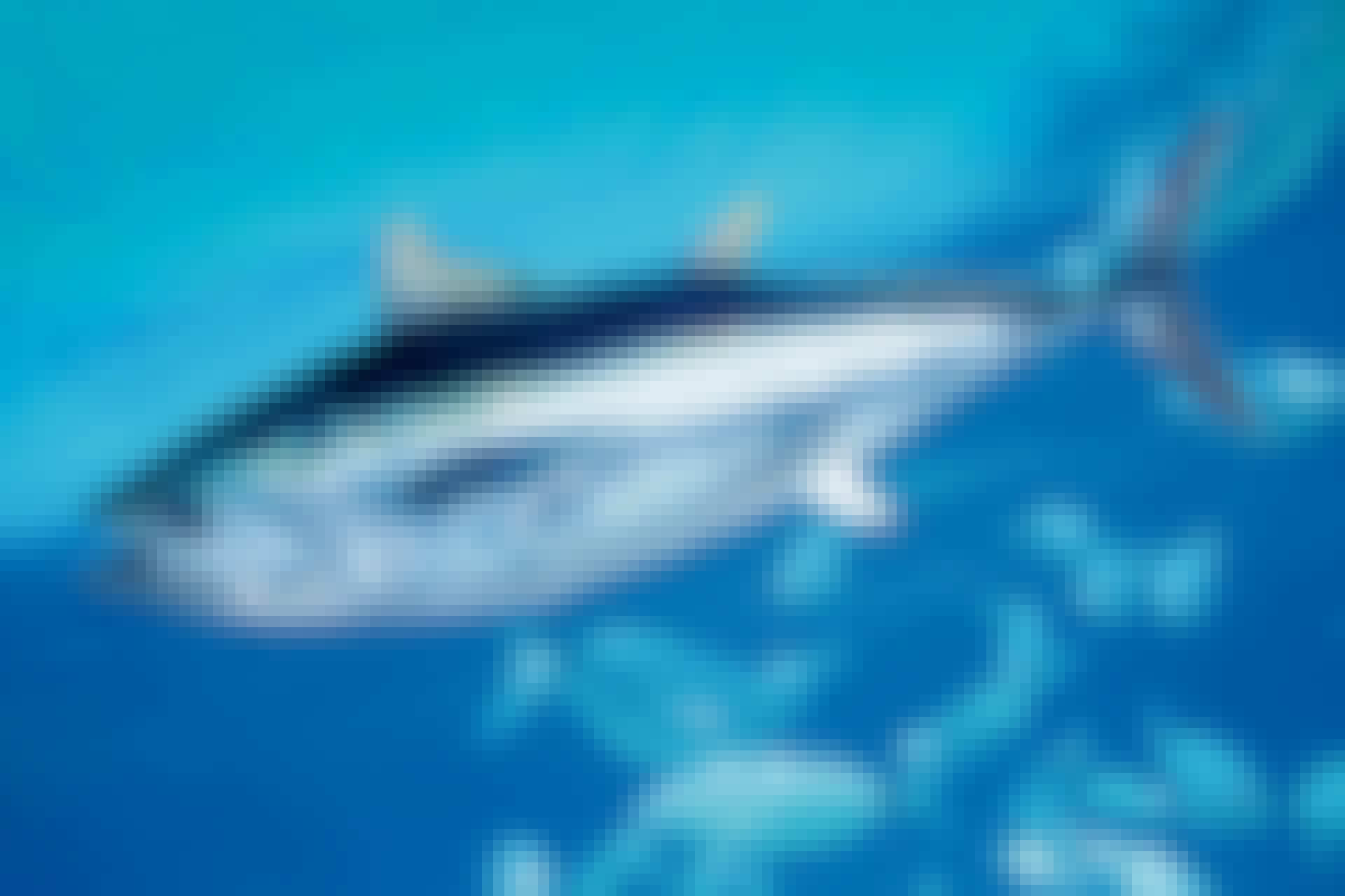 Tuna