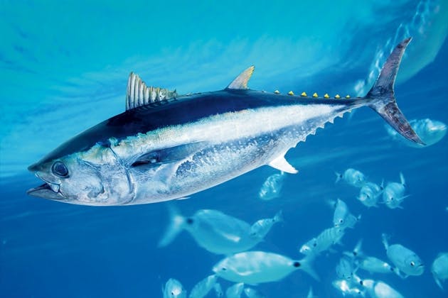 Tuna Tuna