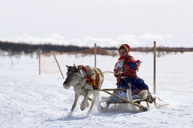 Sami with reindeer sled Sami with reindeer sled