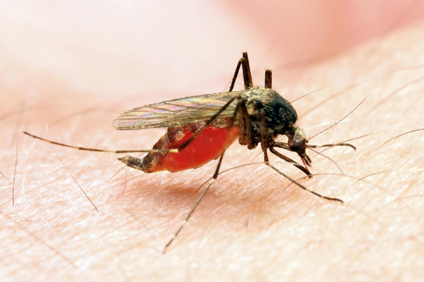 Mosquito stinging Mosquito stinging