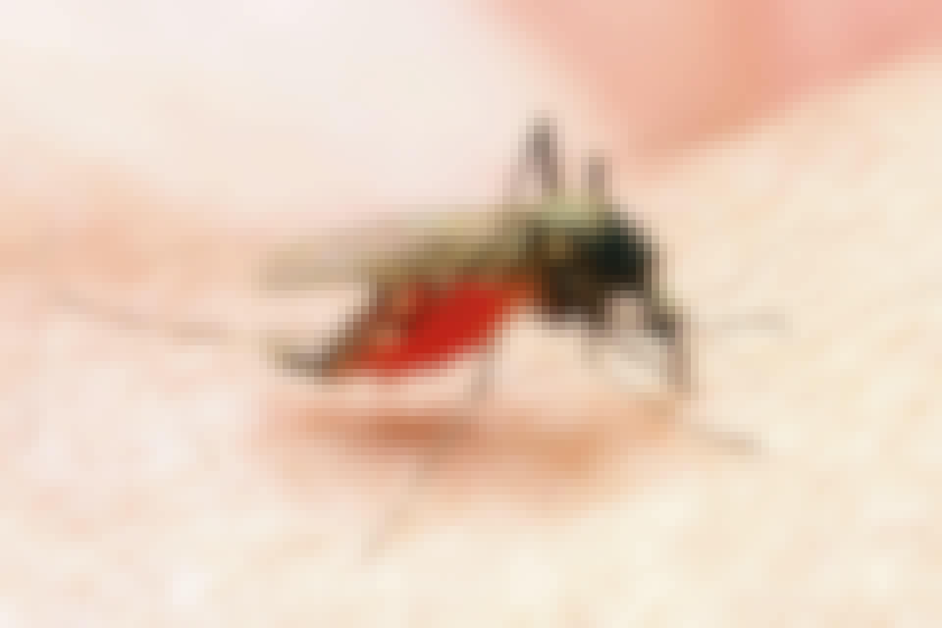 Mosquito stinging