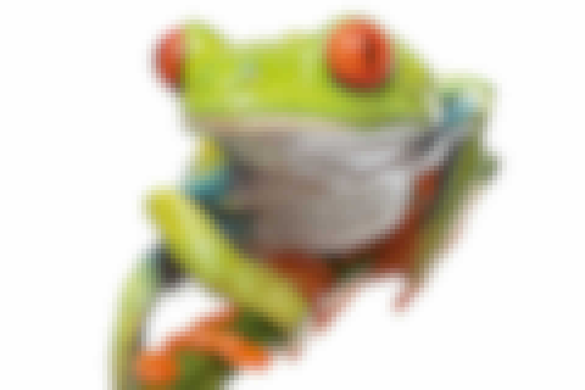 Red-eyed Treefrog