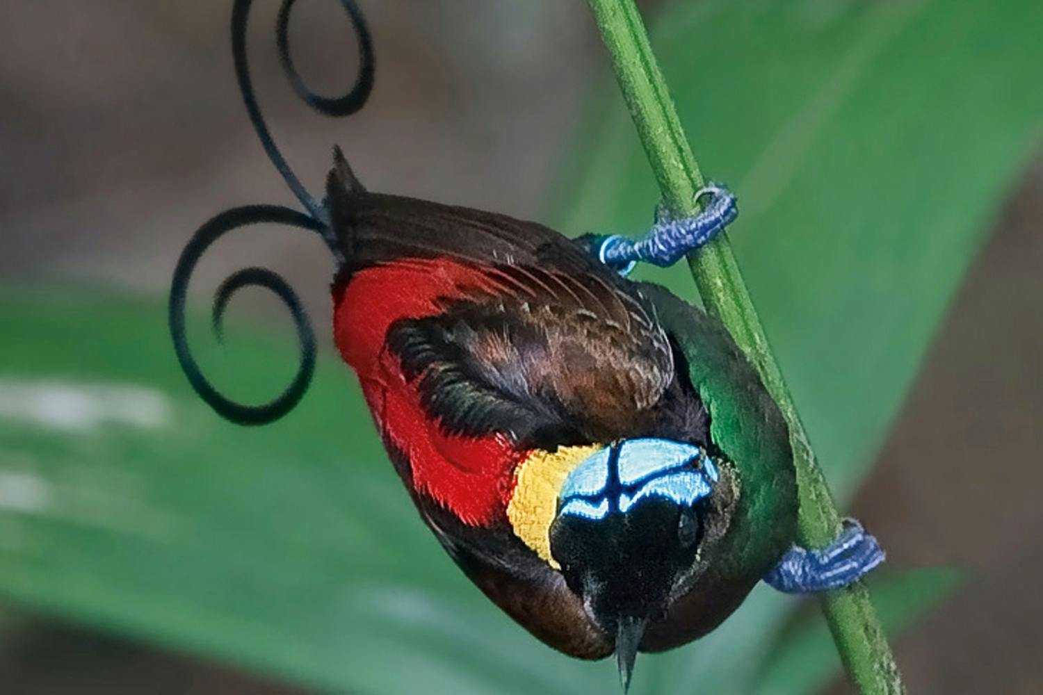 Wilson's bird of paradise Wilson's bird of paradise