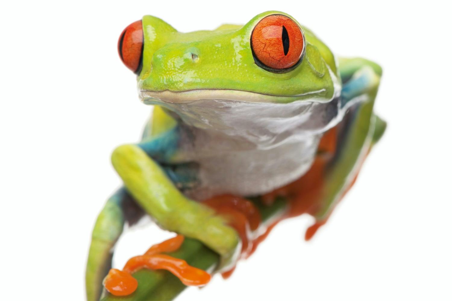 Red-eyed Treefrog Red-eyed Treefrog
