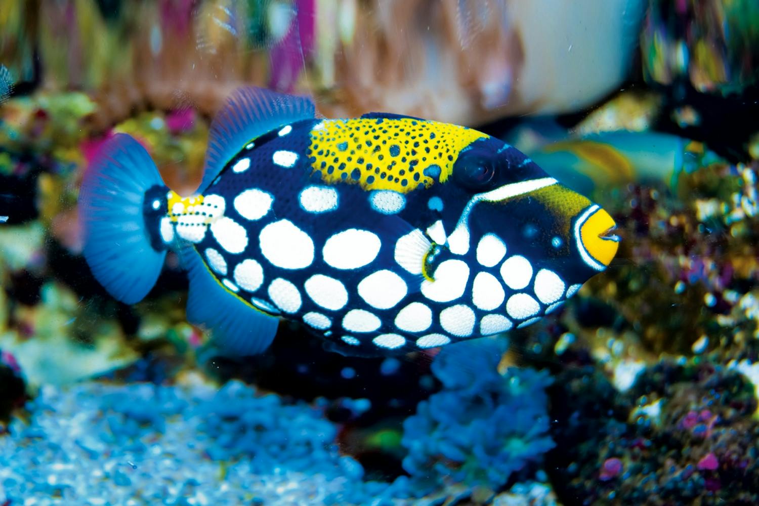 Clown triggerfish Clown triggerfish