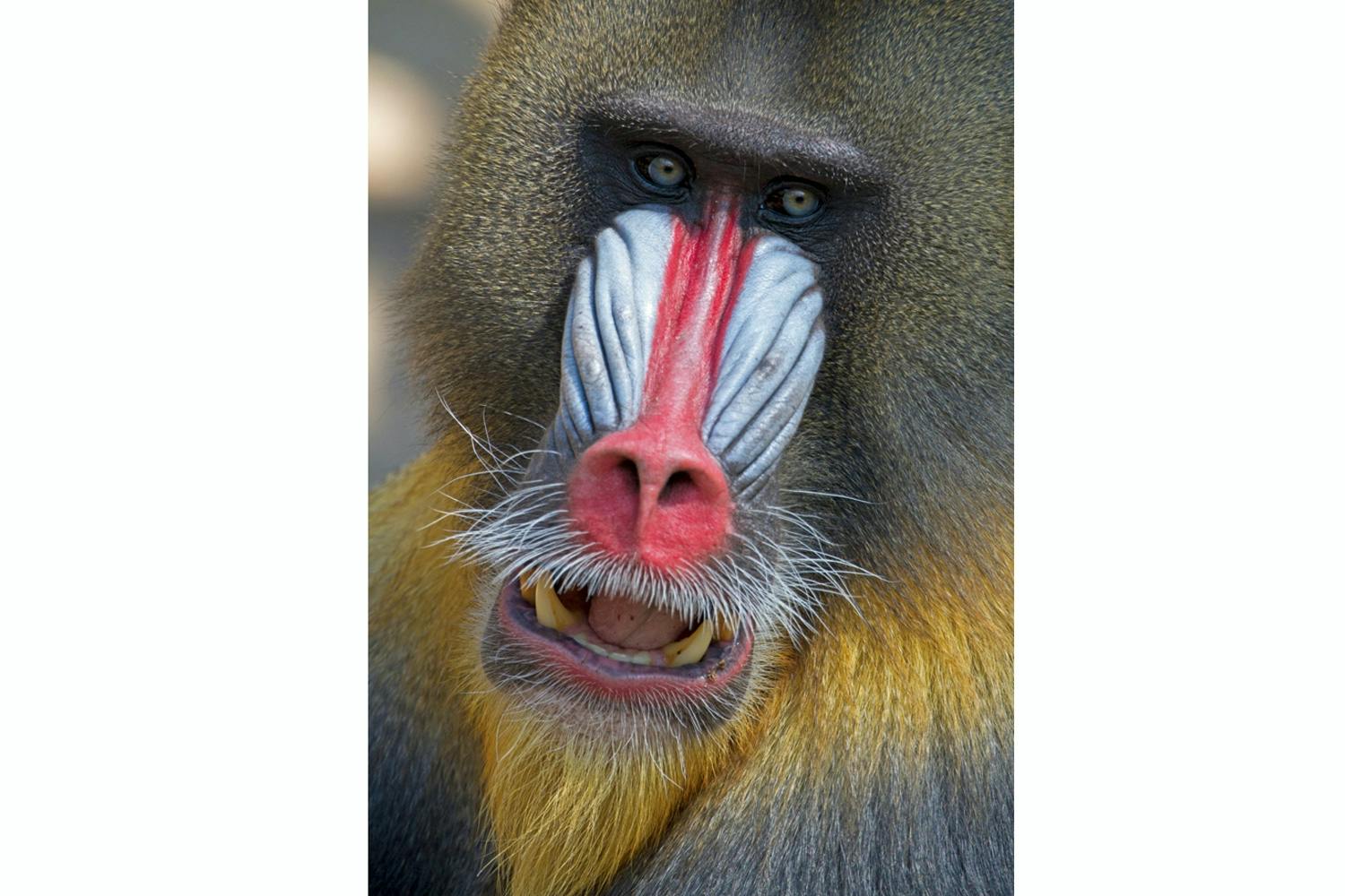 Mandrill Mandrill