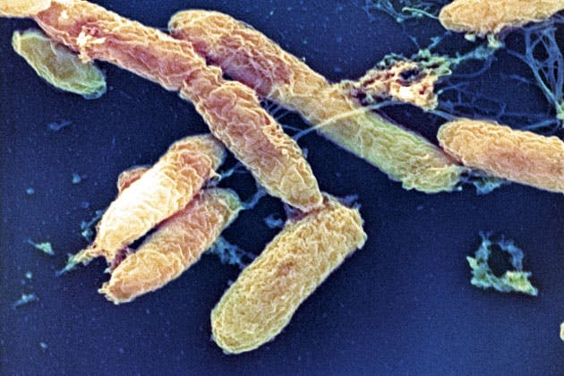 Yersinia pestis bacteria Yersinia pestis bacteria