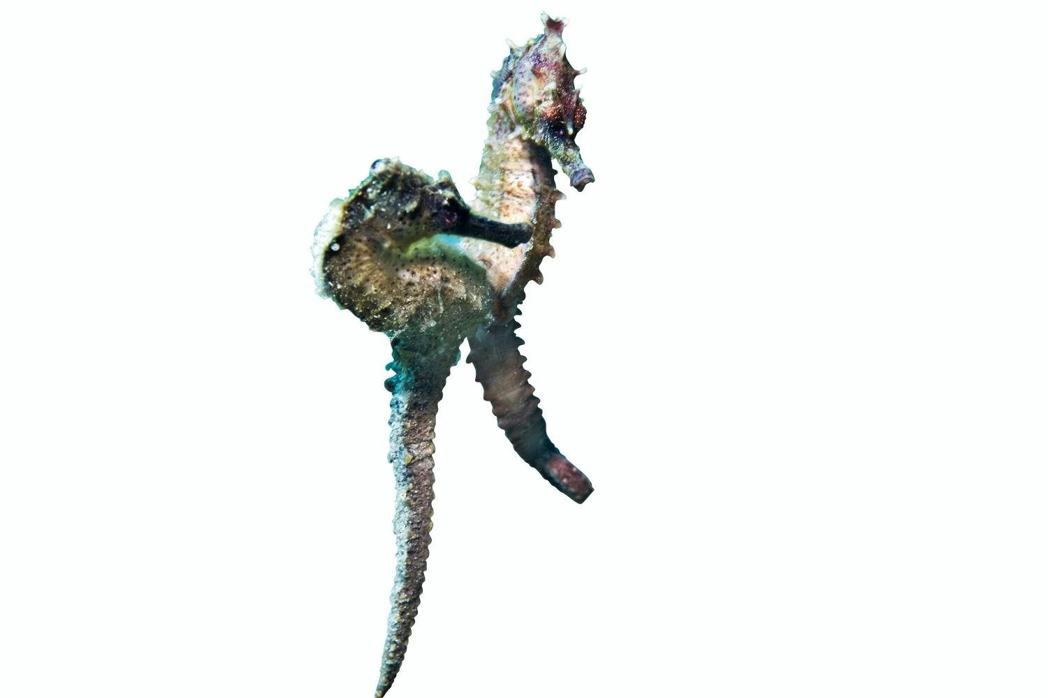 Seahorses Seahorses