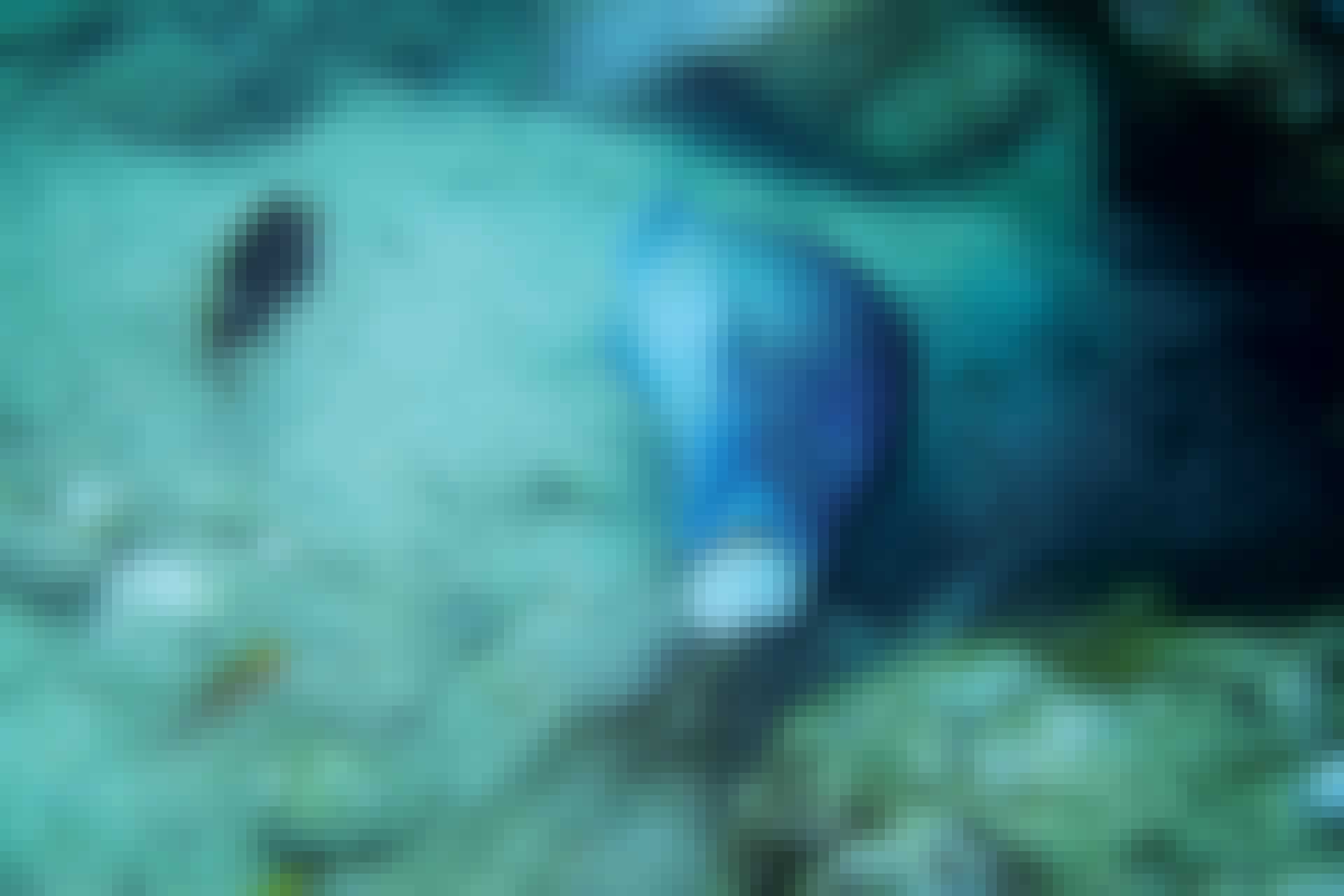 Wrasse using stone to open clam