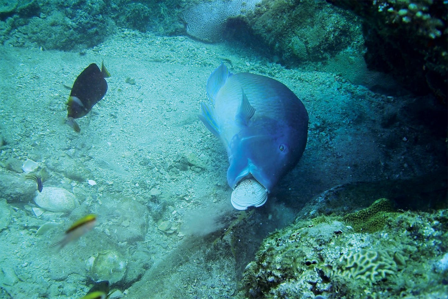 Wrasse using stone to open clam Wrasse using stone to open clam