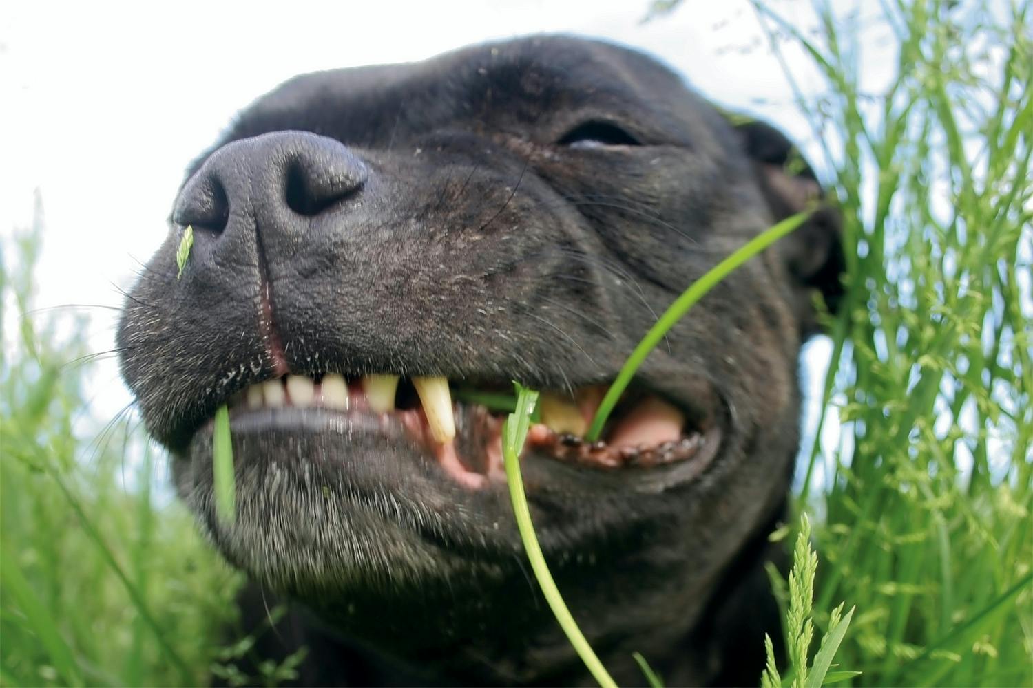 Dog eating grass Dog eating grass