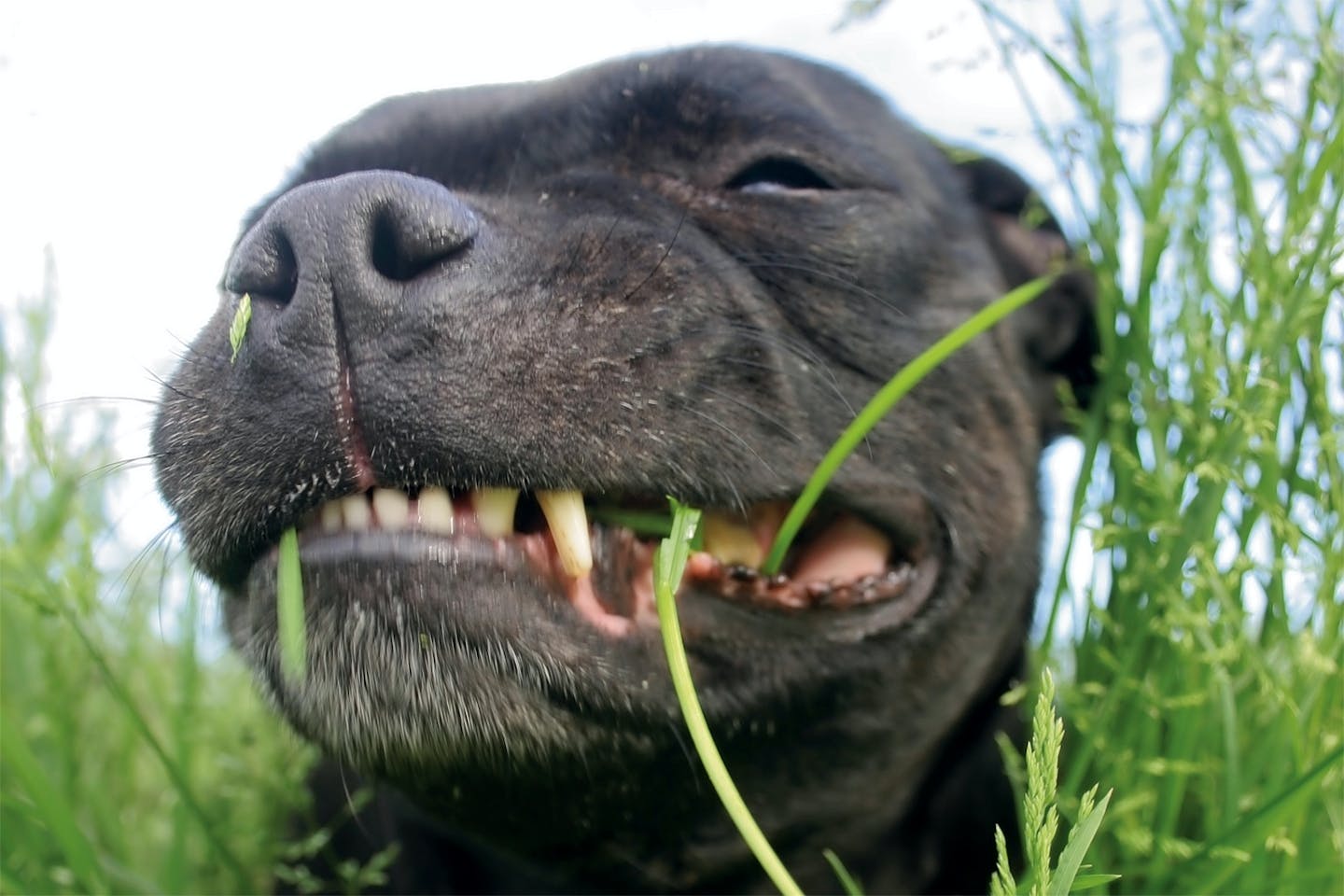 Hund som äter gräs Hund som äter gräs