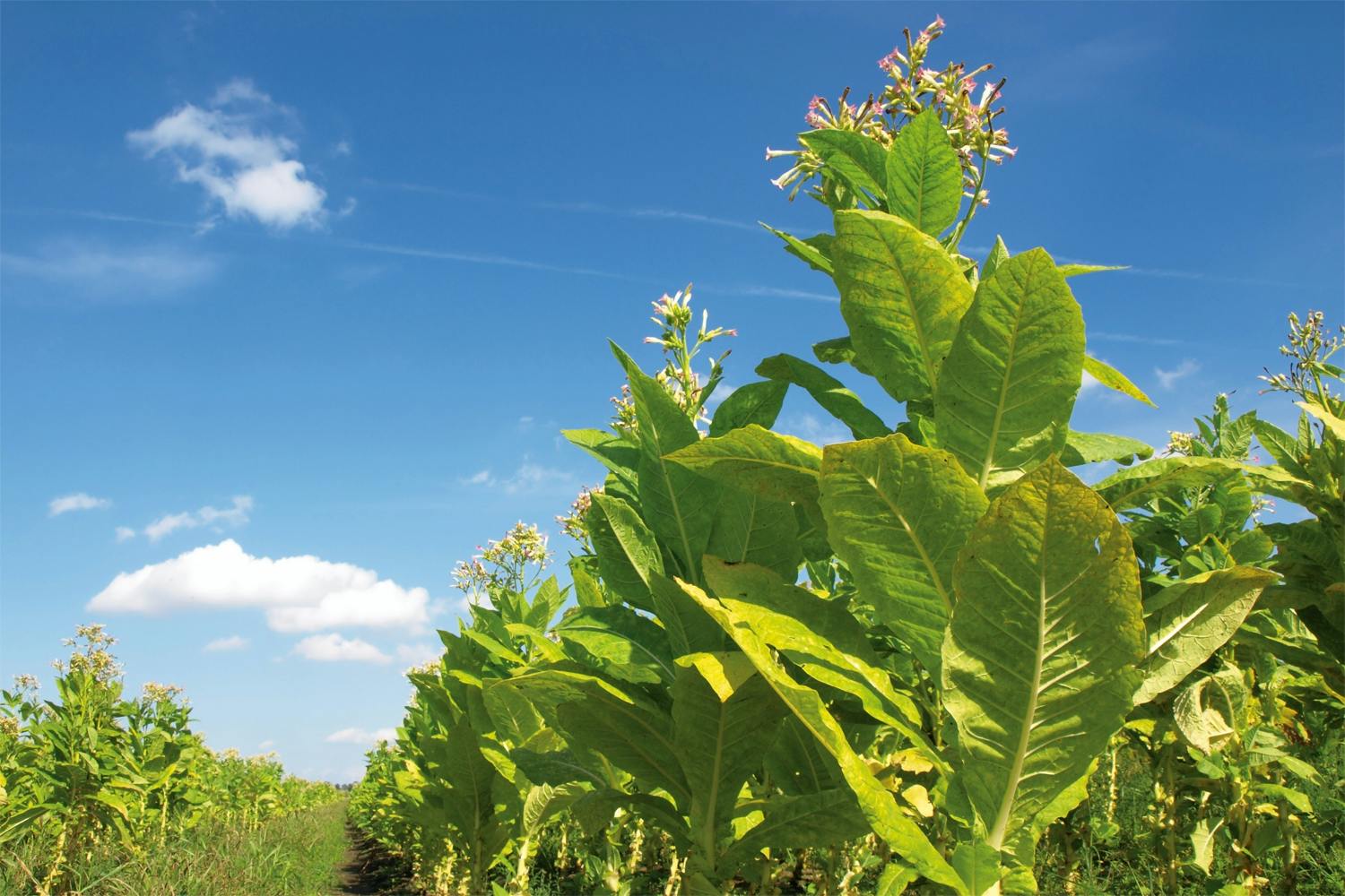 Tobacco plants Tobacco plants