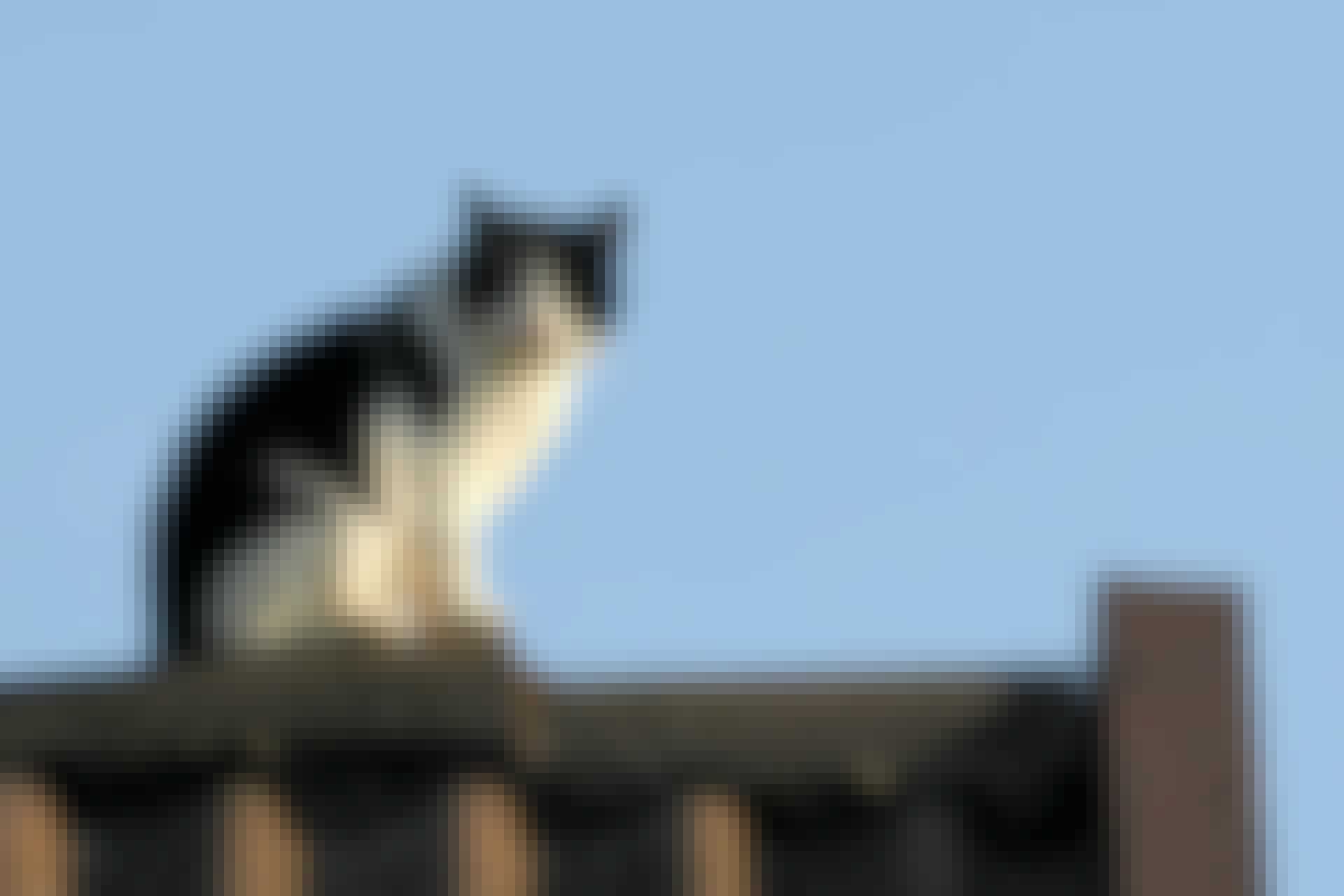 black and white cat on fence