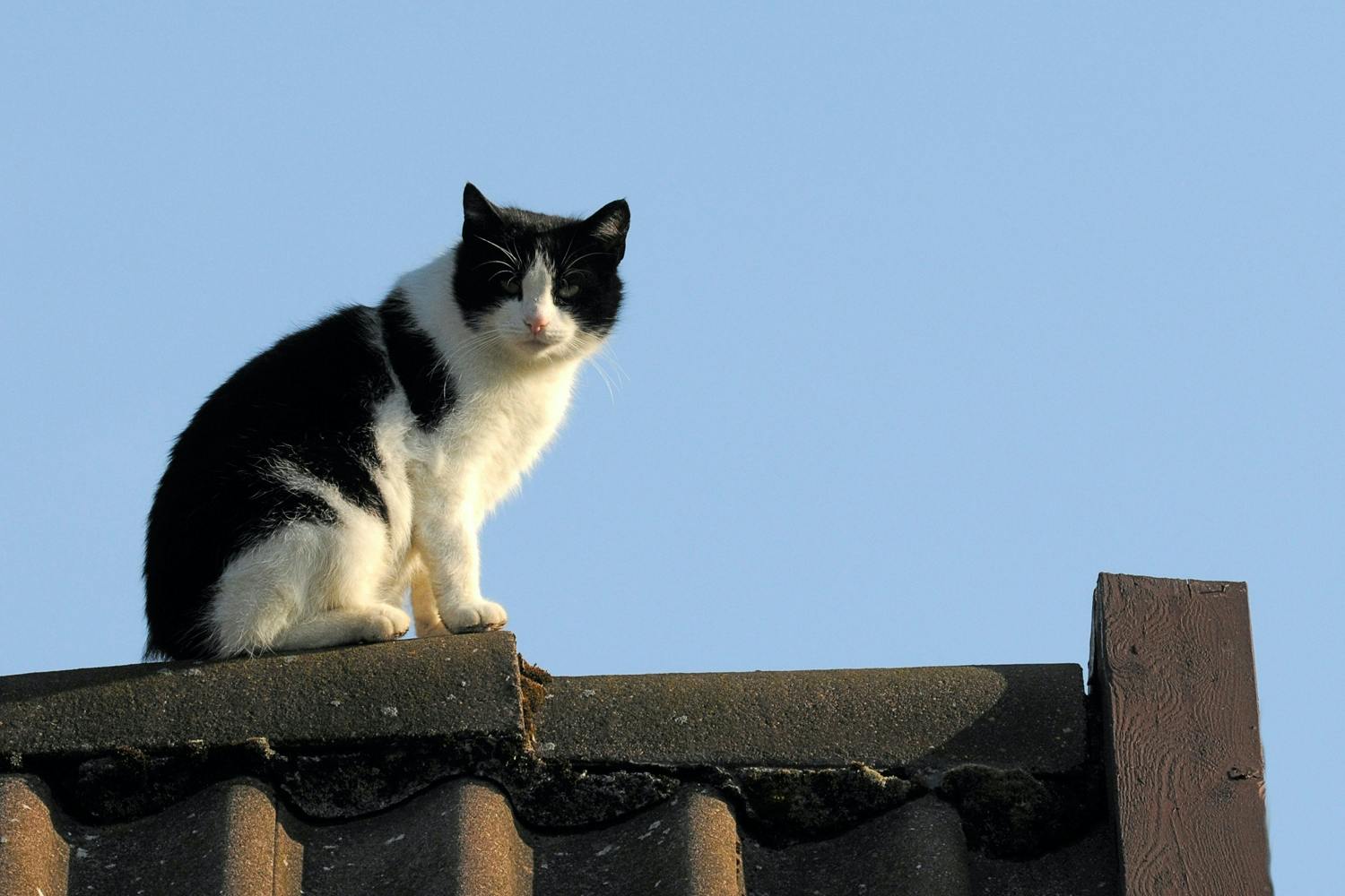 black and white cat on fence black and white cat on fence