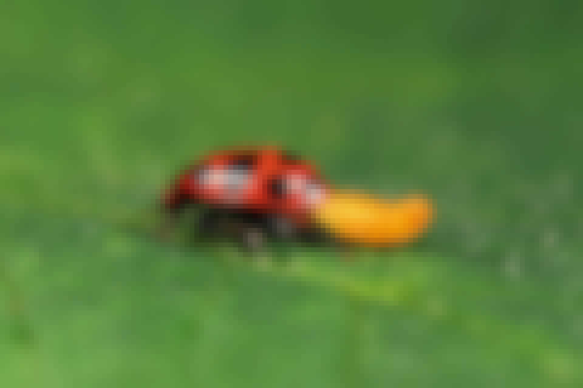 Ladybird infected by larvae