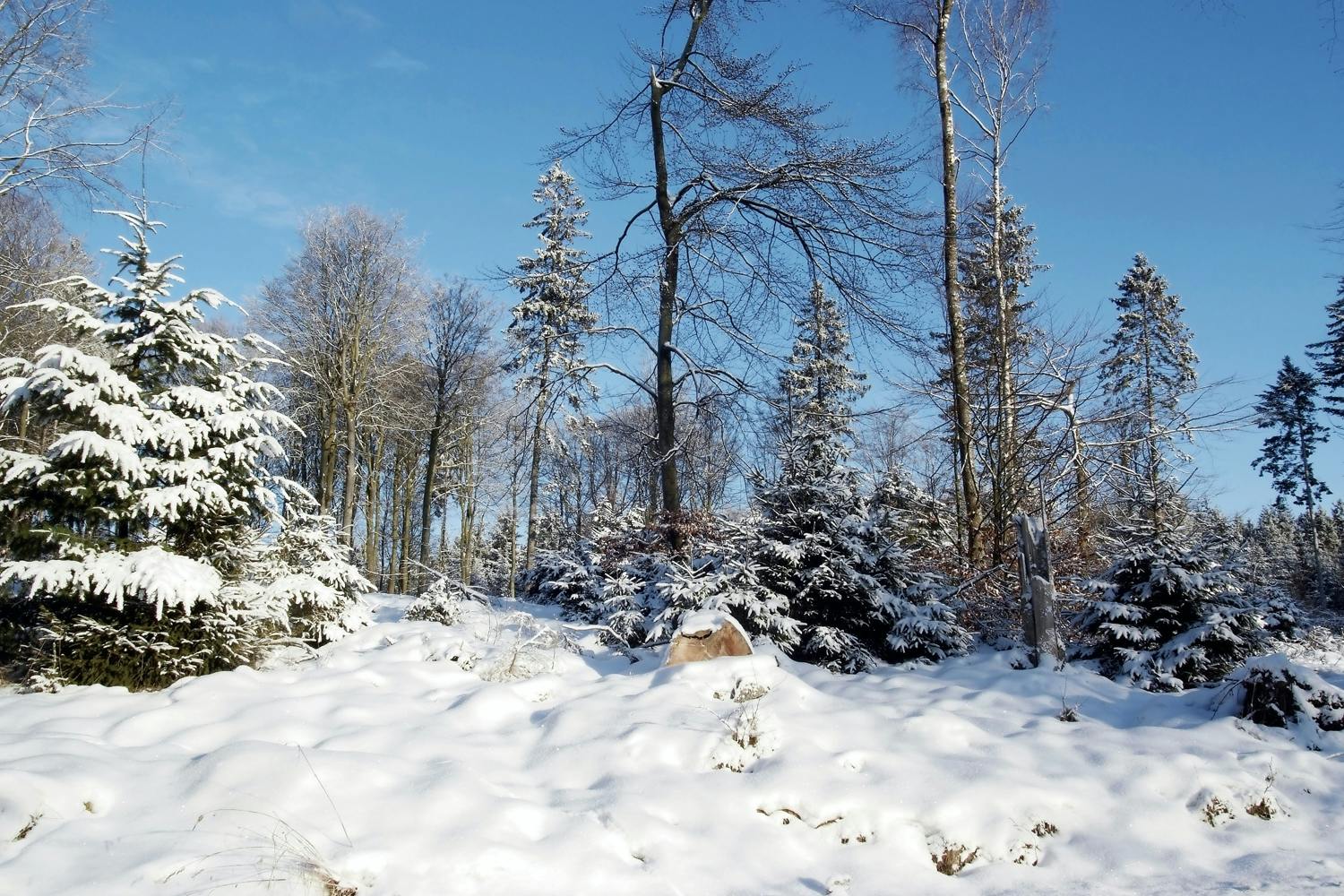 snowcovered trees snowcovered trees