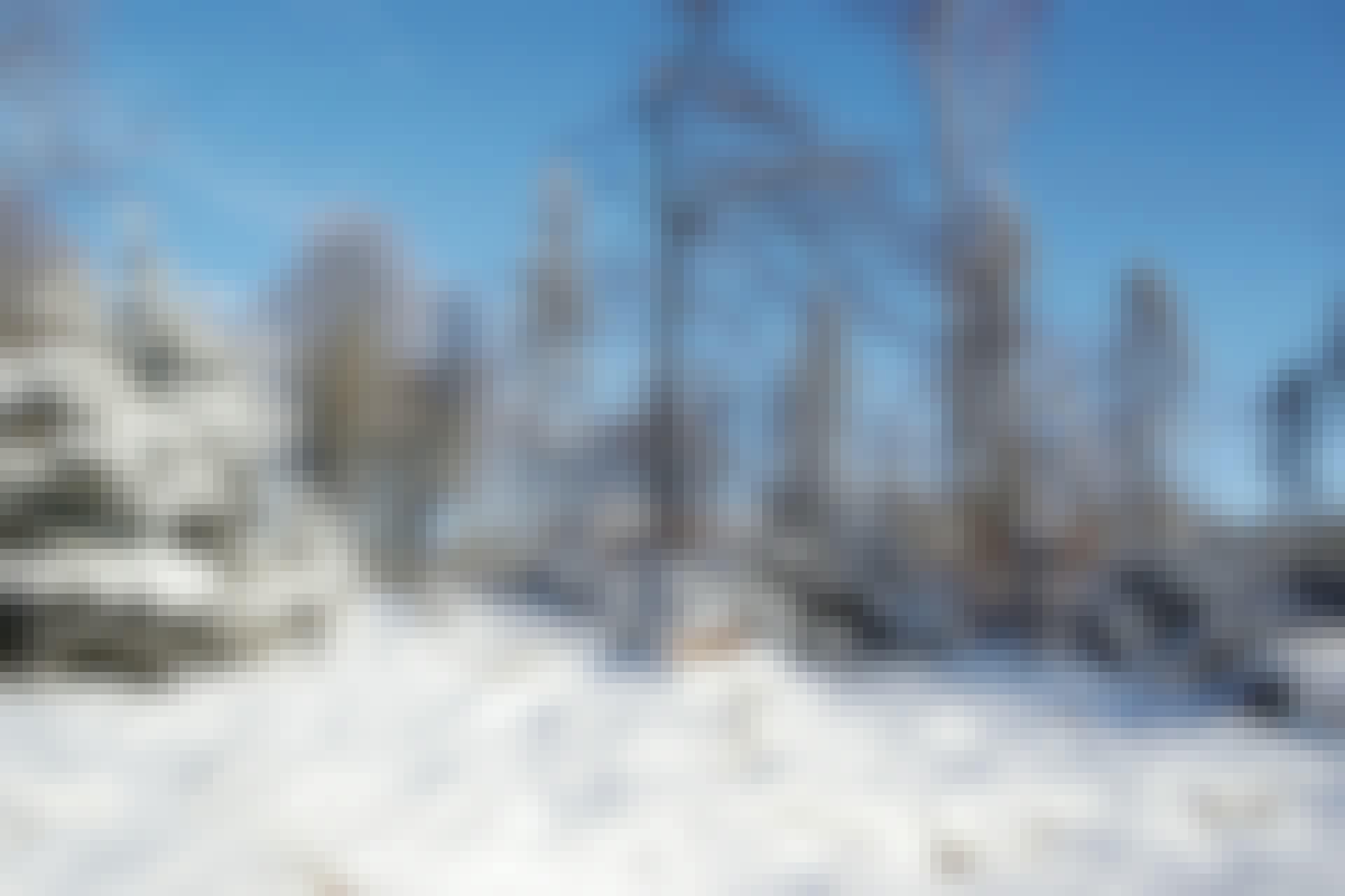 snowcovered trees