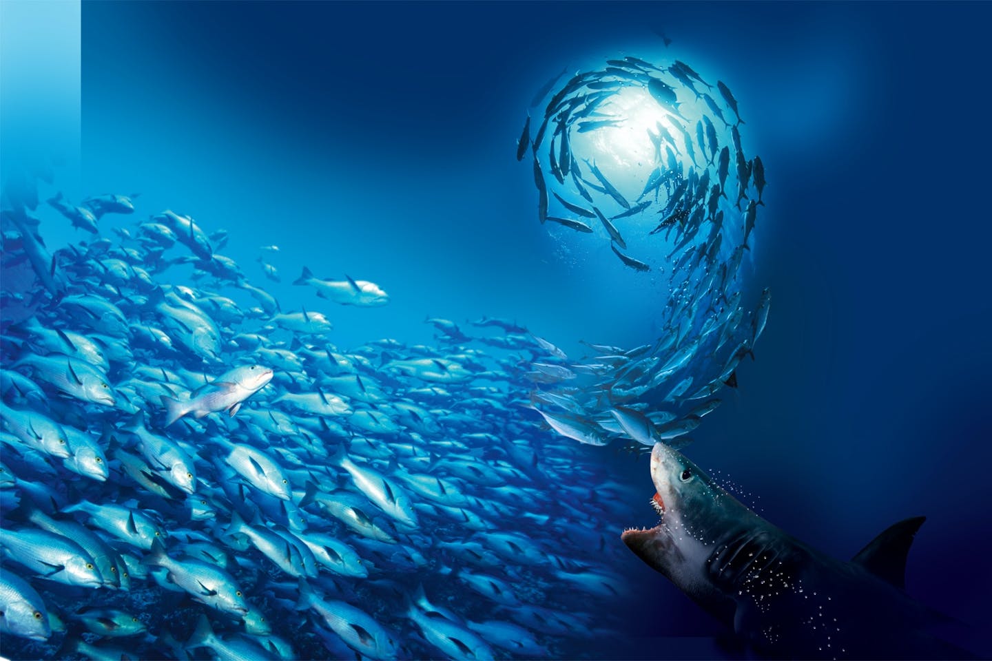 fish shoal fish shoal