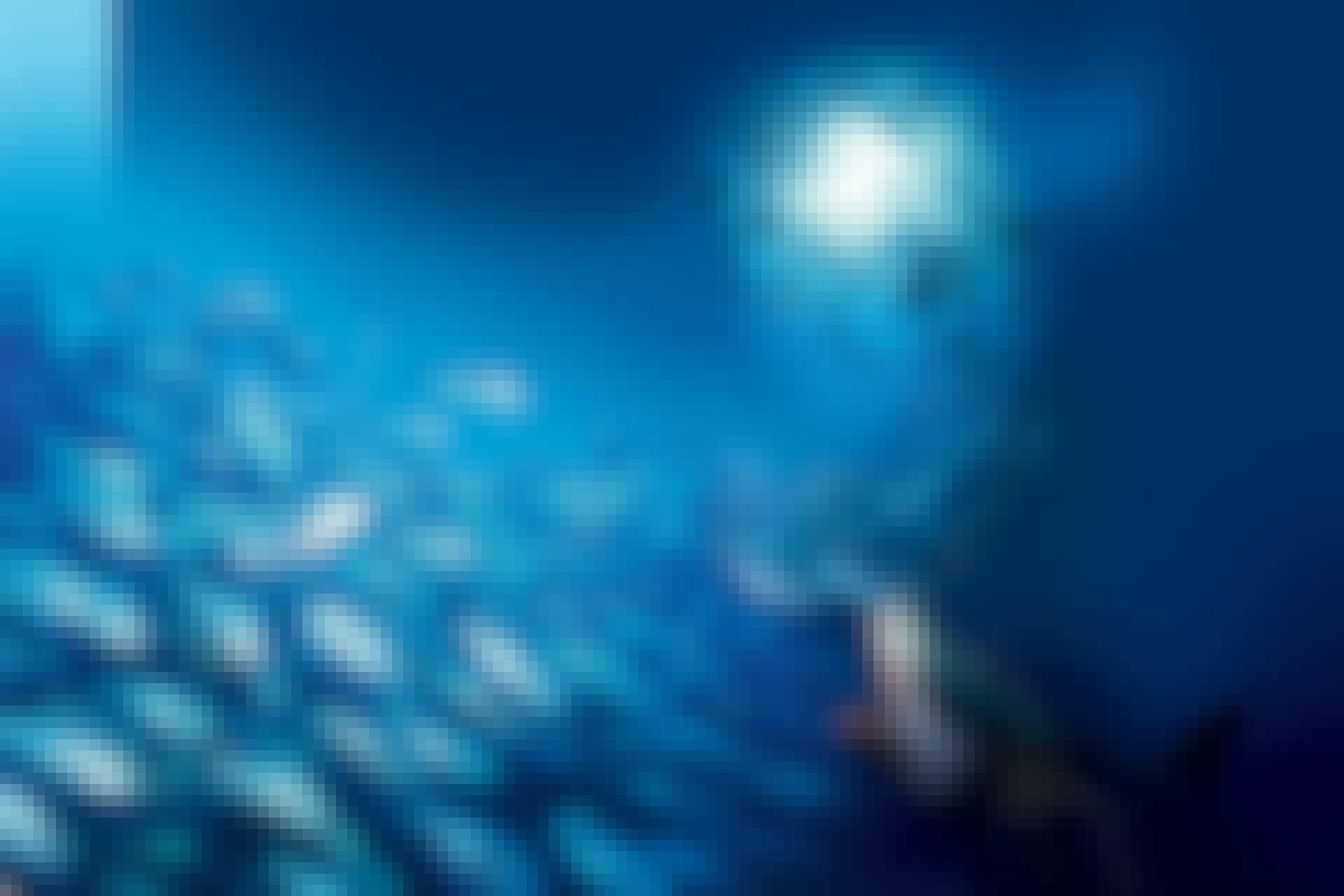 fish shoal