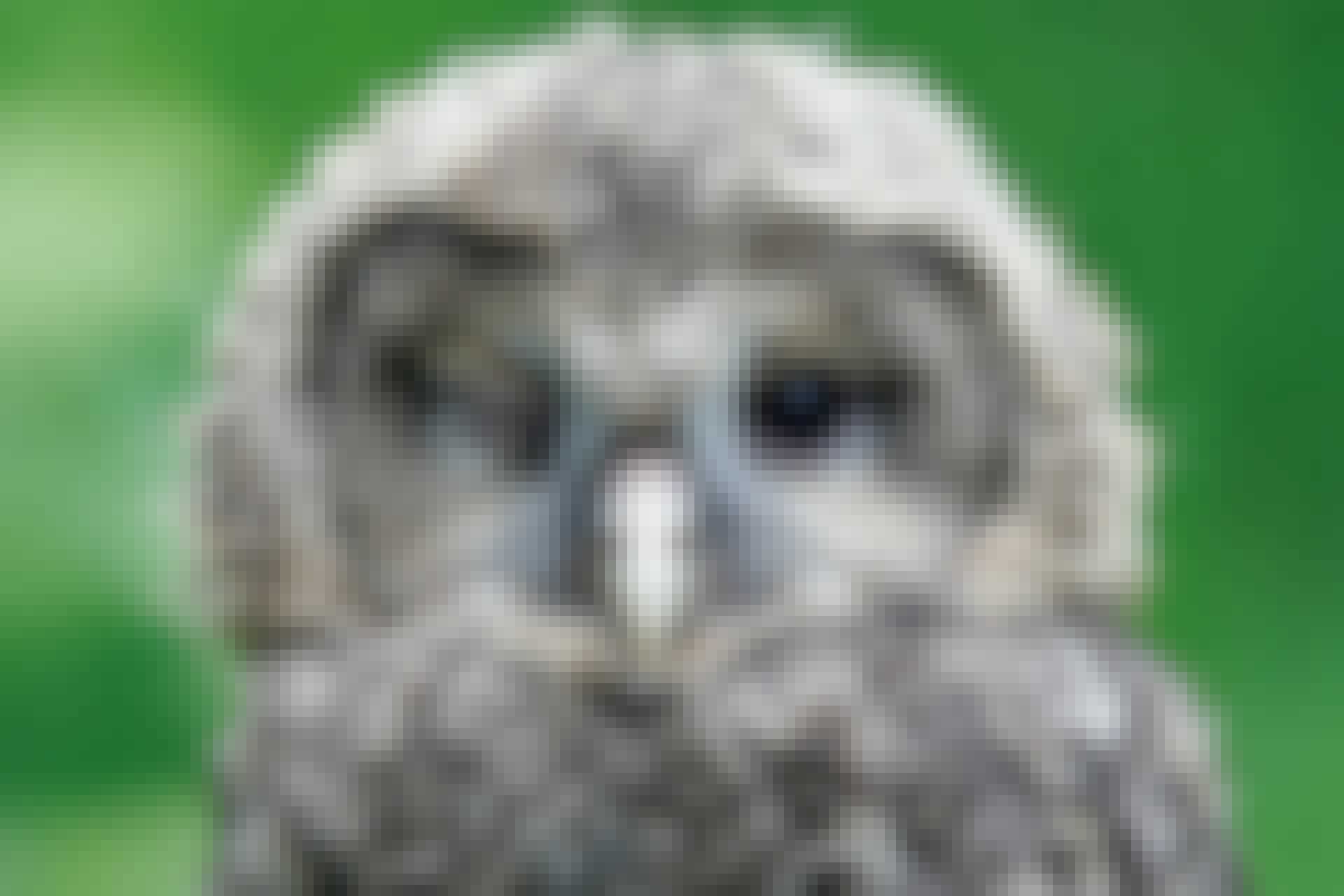 Blinking owl