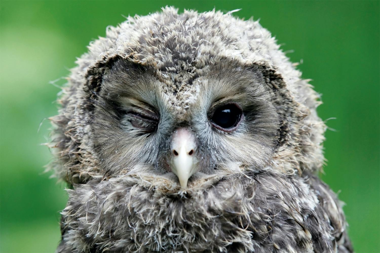 Blinking owl Blinking owl