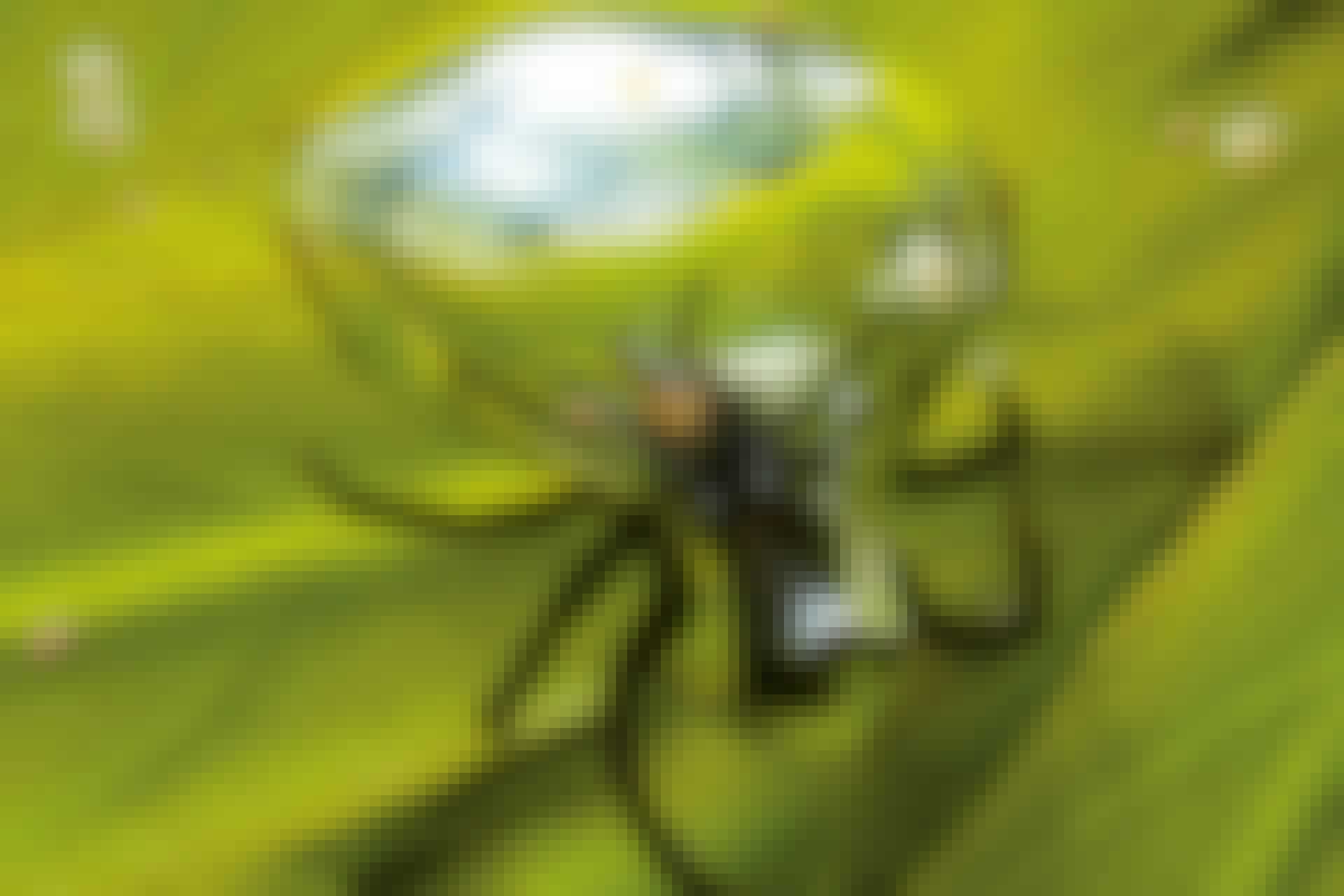 Diving bell spider