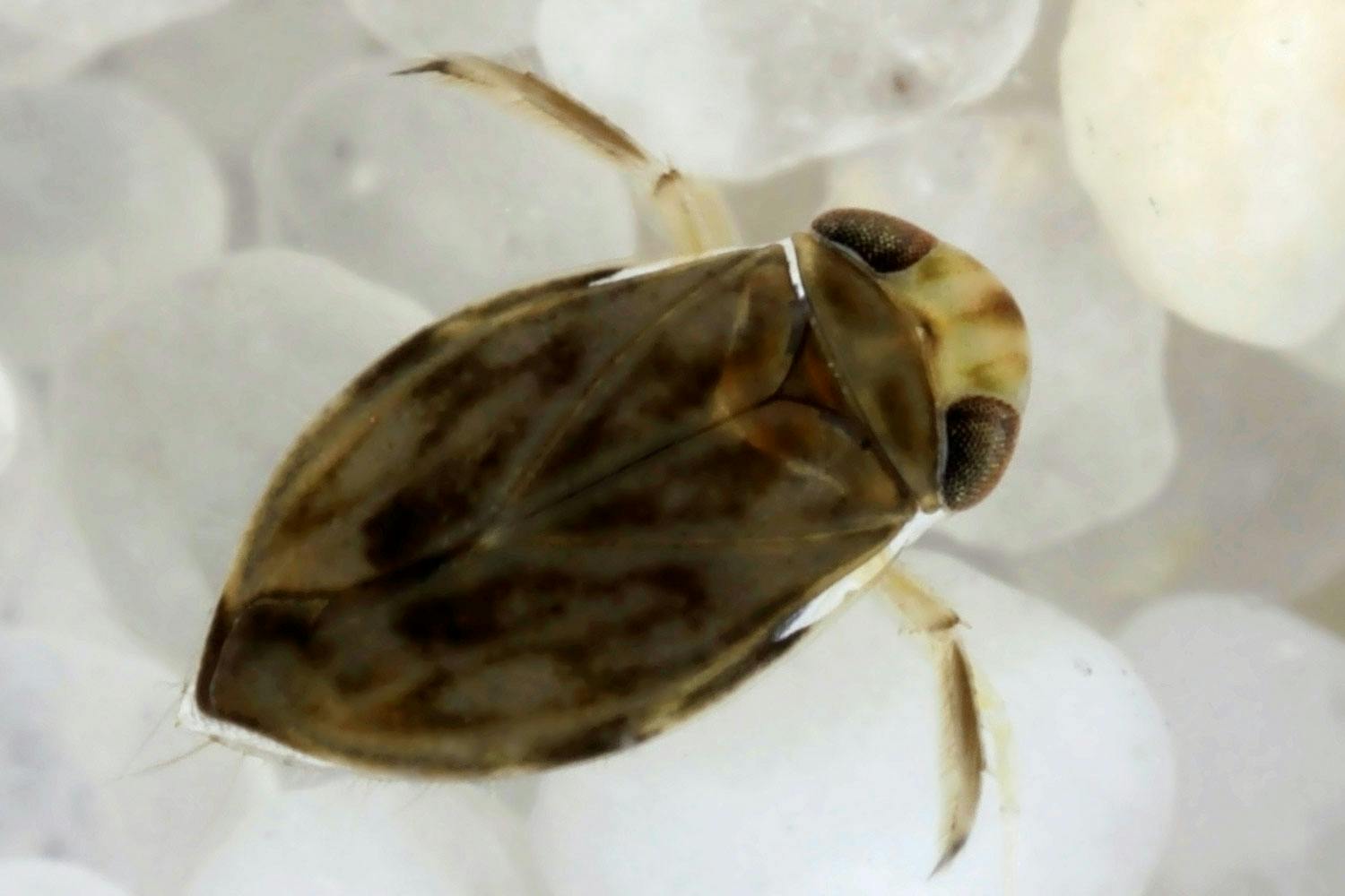 Corixidae Corixidae