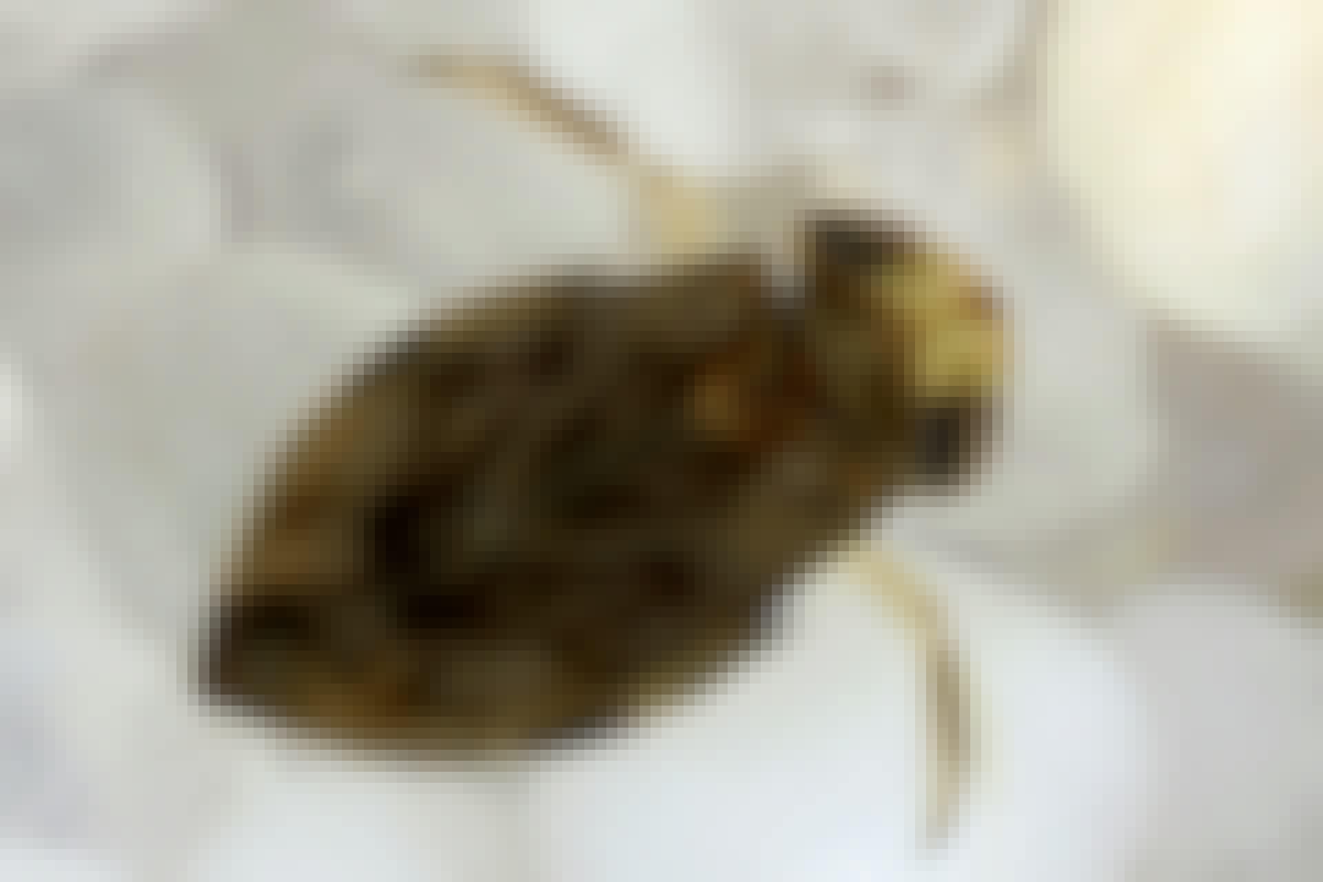 Corixidae
