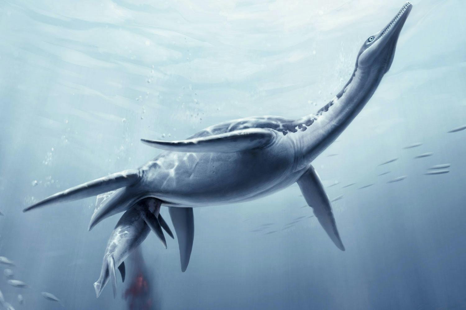 Plesiosaurus Plesiosaurus