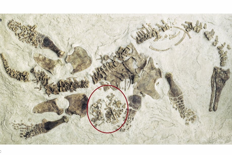 Plesiosaurus phossil Plesiosaurus phossil