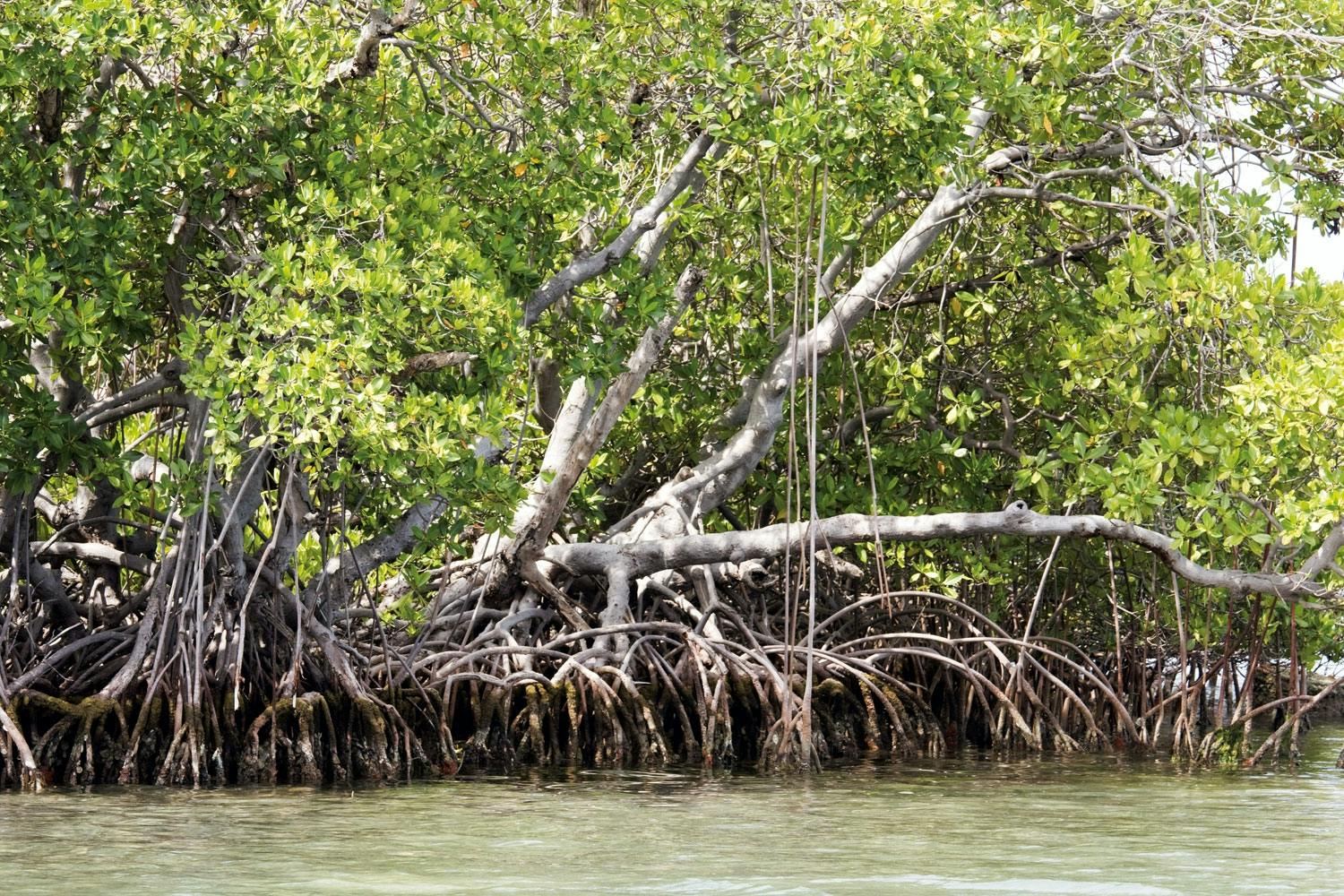 Mangrove Mangrove