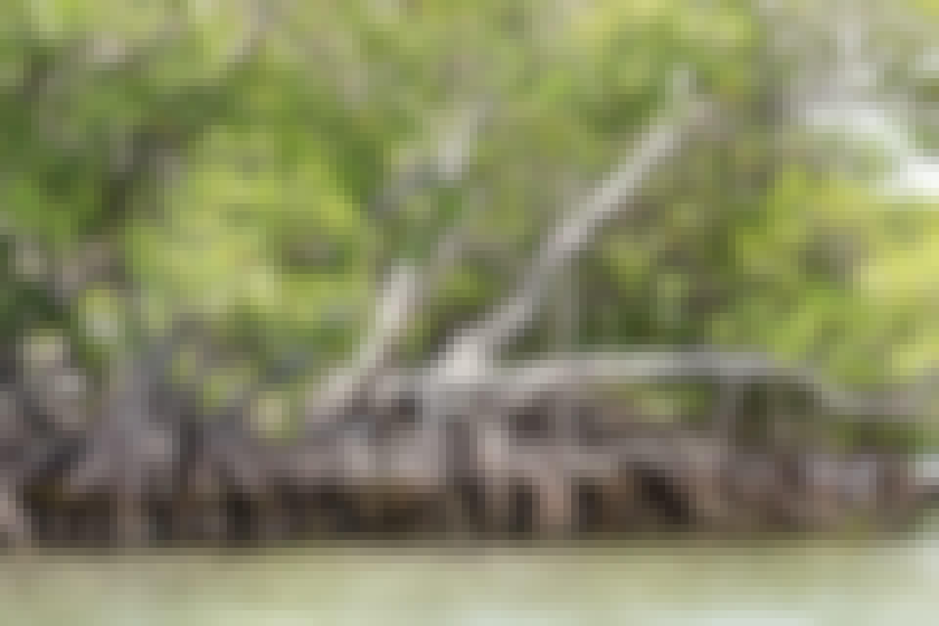Mangrove