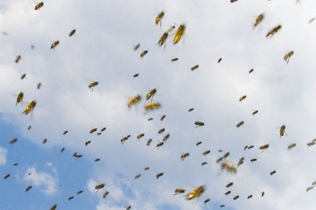 Bees in the sky Bees in the sky