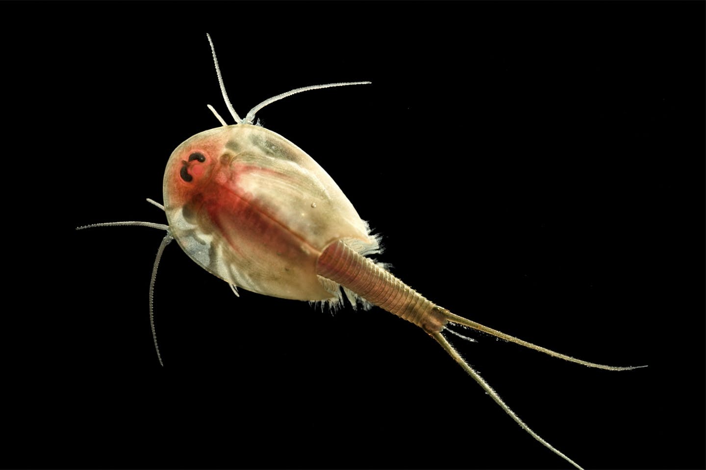Notostraca Notostraca