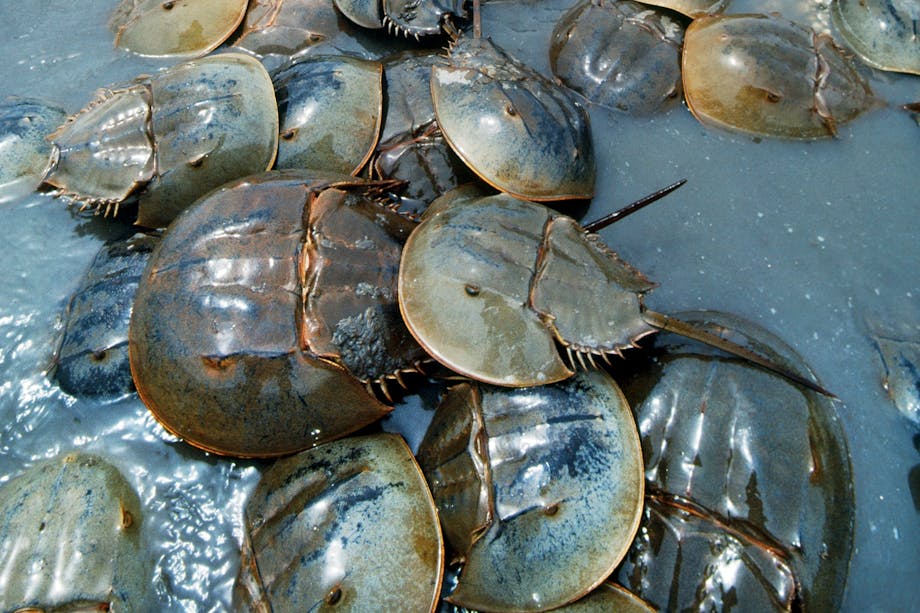 Atlantic horseshoe crab Atlantic horseshoe crab